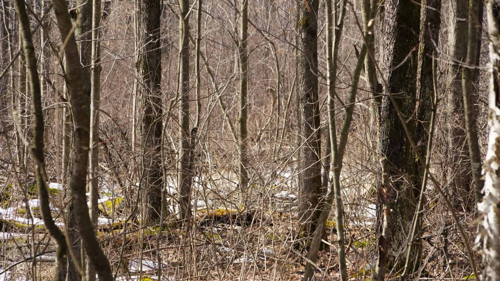 40± acre hunting property outside of Mosinee in Marathon County