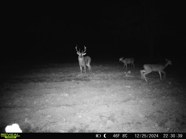 This 38 acres offers a hunting retreat or recreational getaway in Worth Cty GA