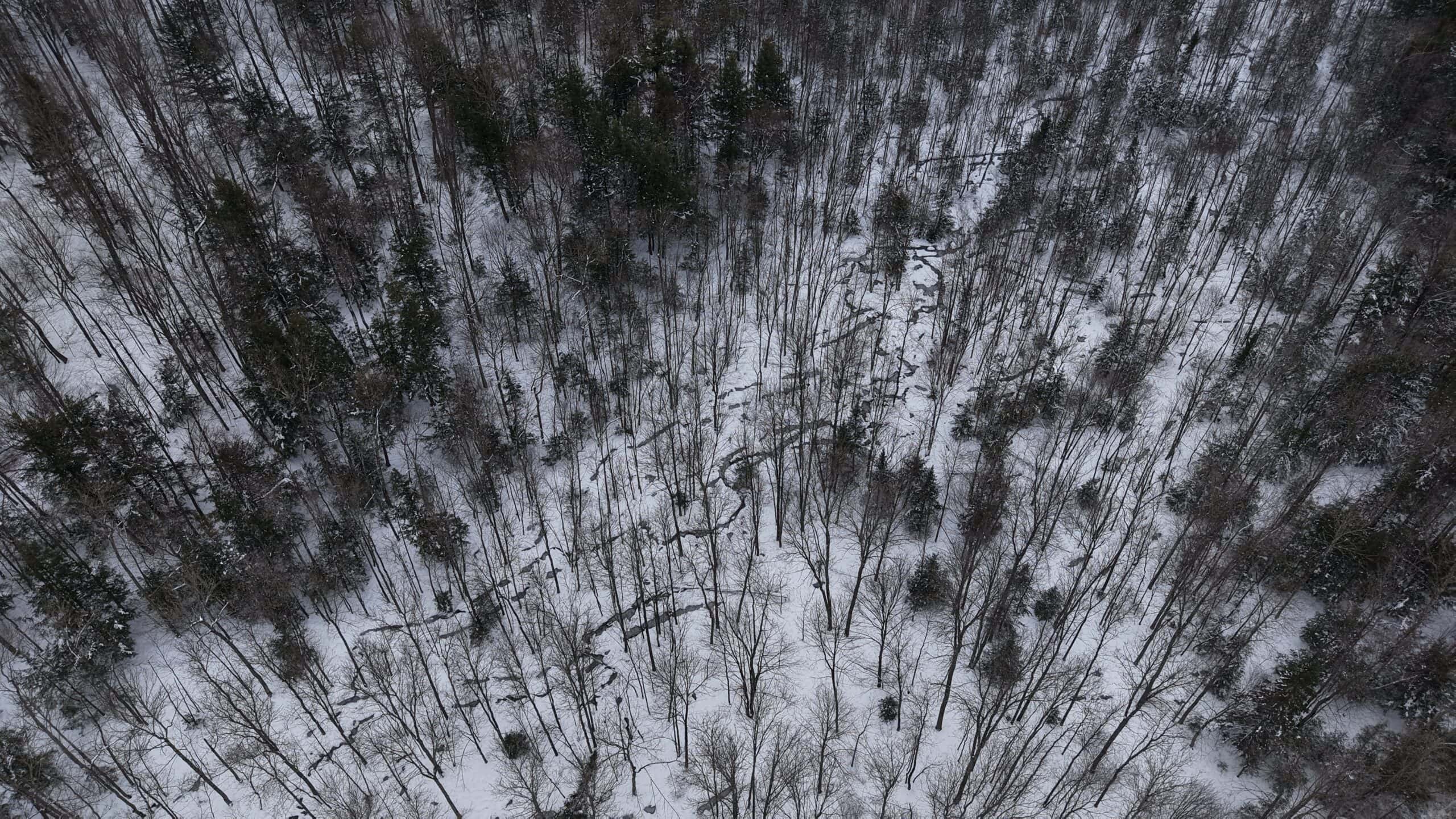 43+/-  Acre Marathon County Hunting, Timber and Rec Tract For Sale