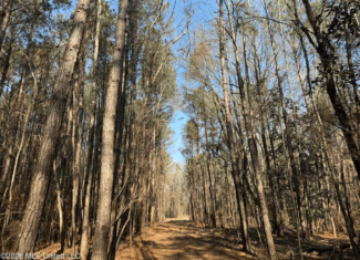 Land for Sale in Simpson County