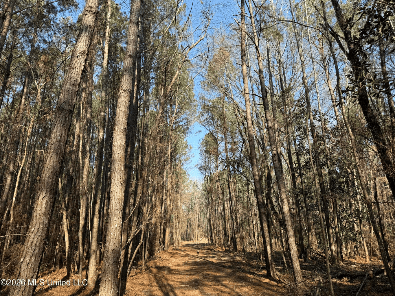 Land for Sale in Simpson County