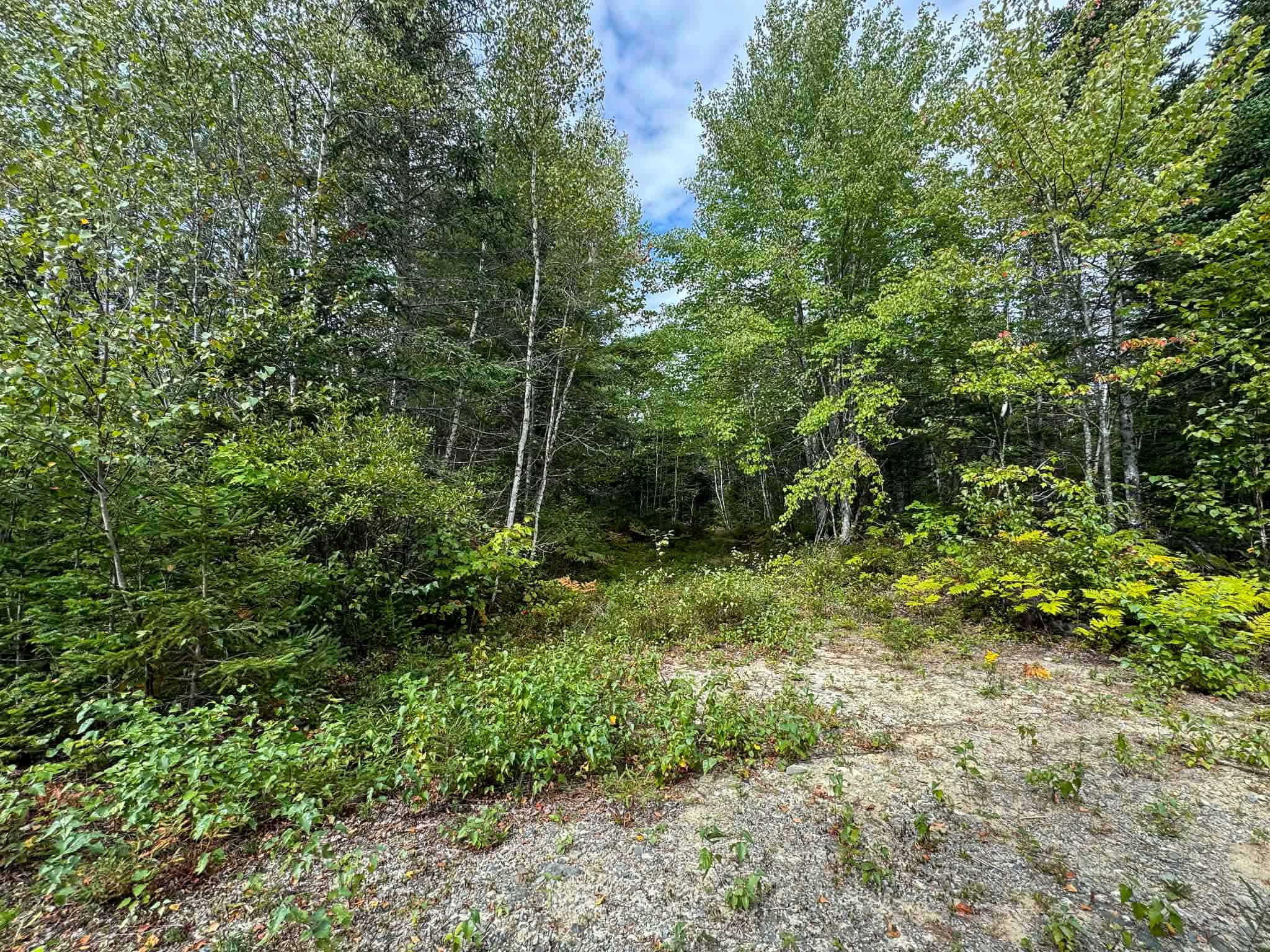 50 Acre Parcel in Downeast Maine – Northfield