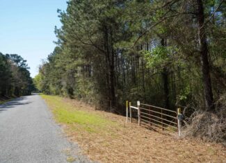 Northeast Lincoln Parish Timberland for Sale