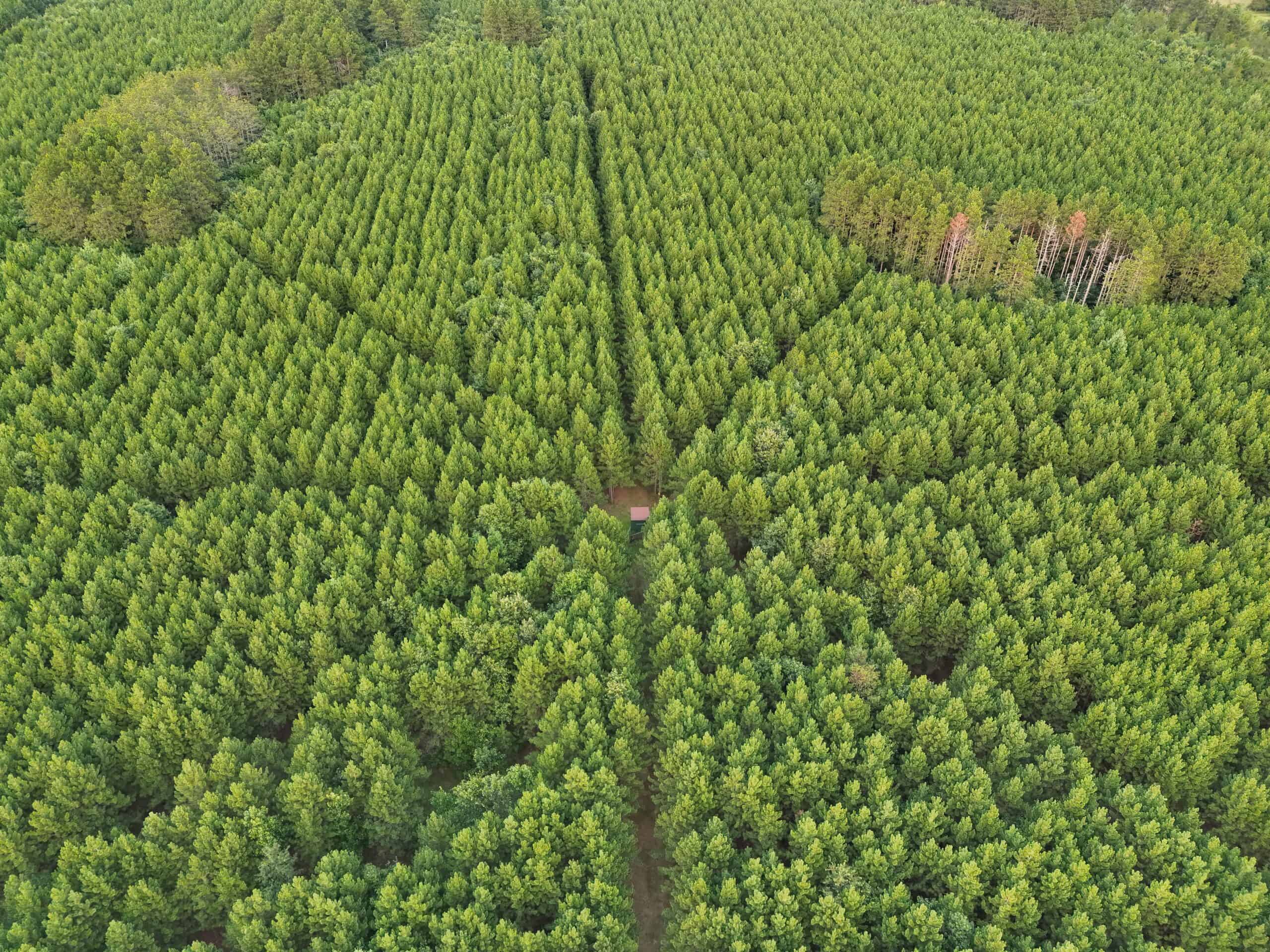 160± acre Monroe County property Located off dead end road,