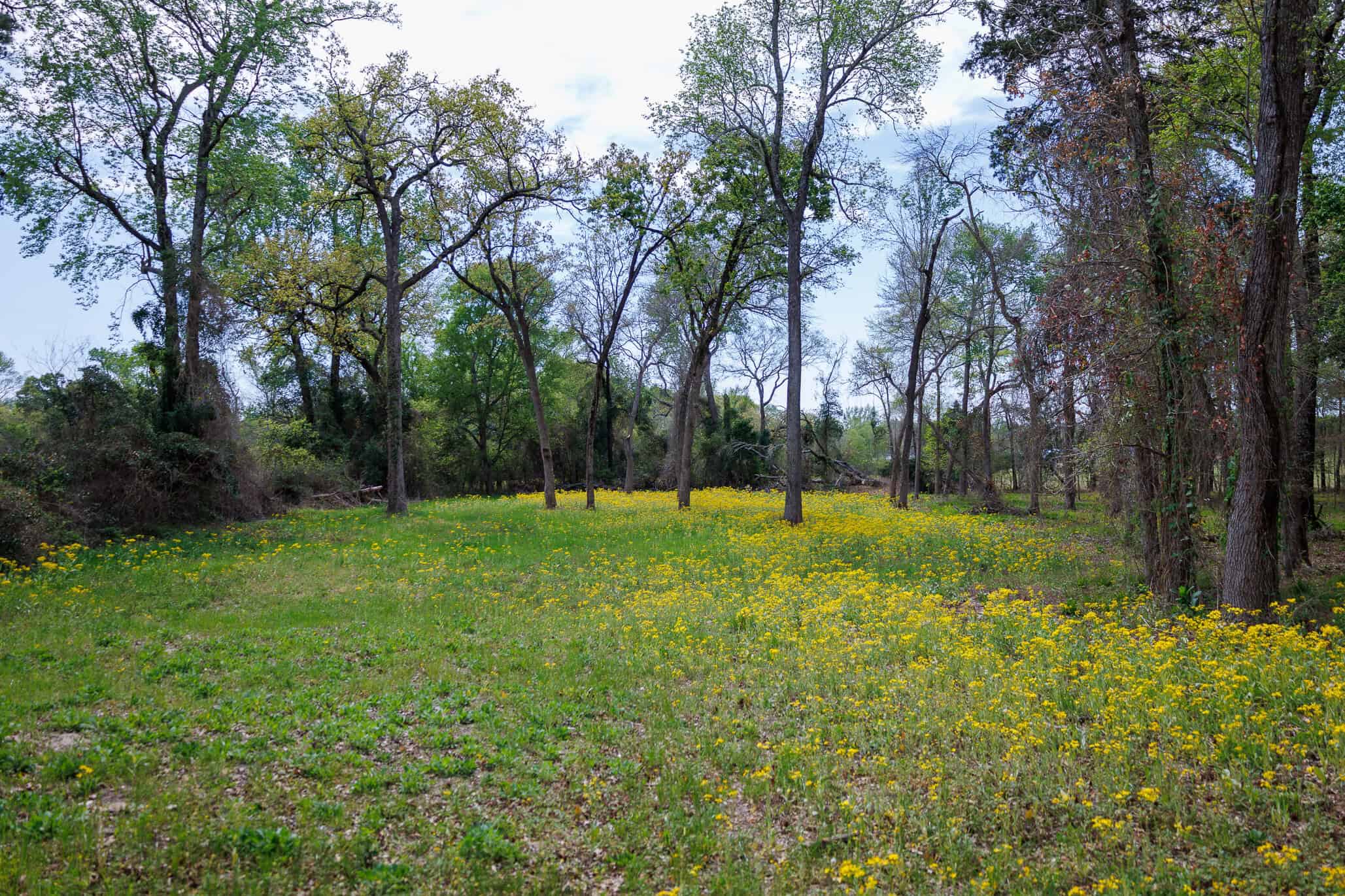 East Texas Recreational Ranch Near Ben Wheeler in Van Zandt County