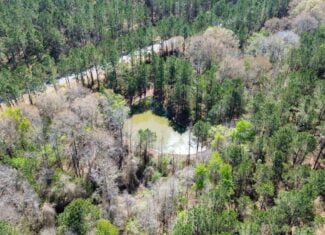 42± Acres of Timber Land for Sale in Lincoln Parish, LA