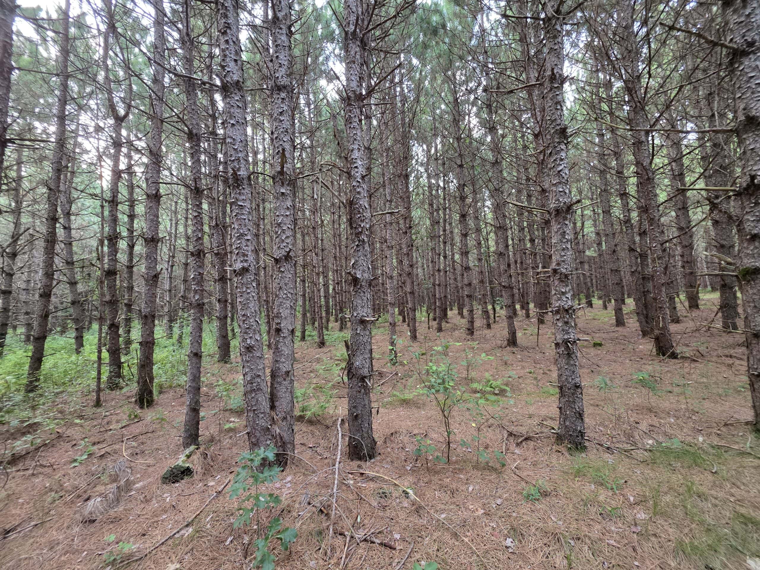 160± acre Monroe County property Located off dead end road,