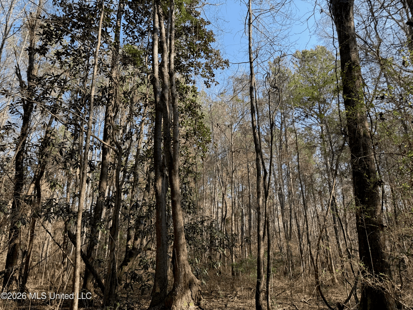 Land for Sale in Simpson County