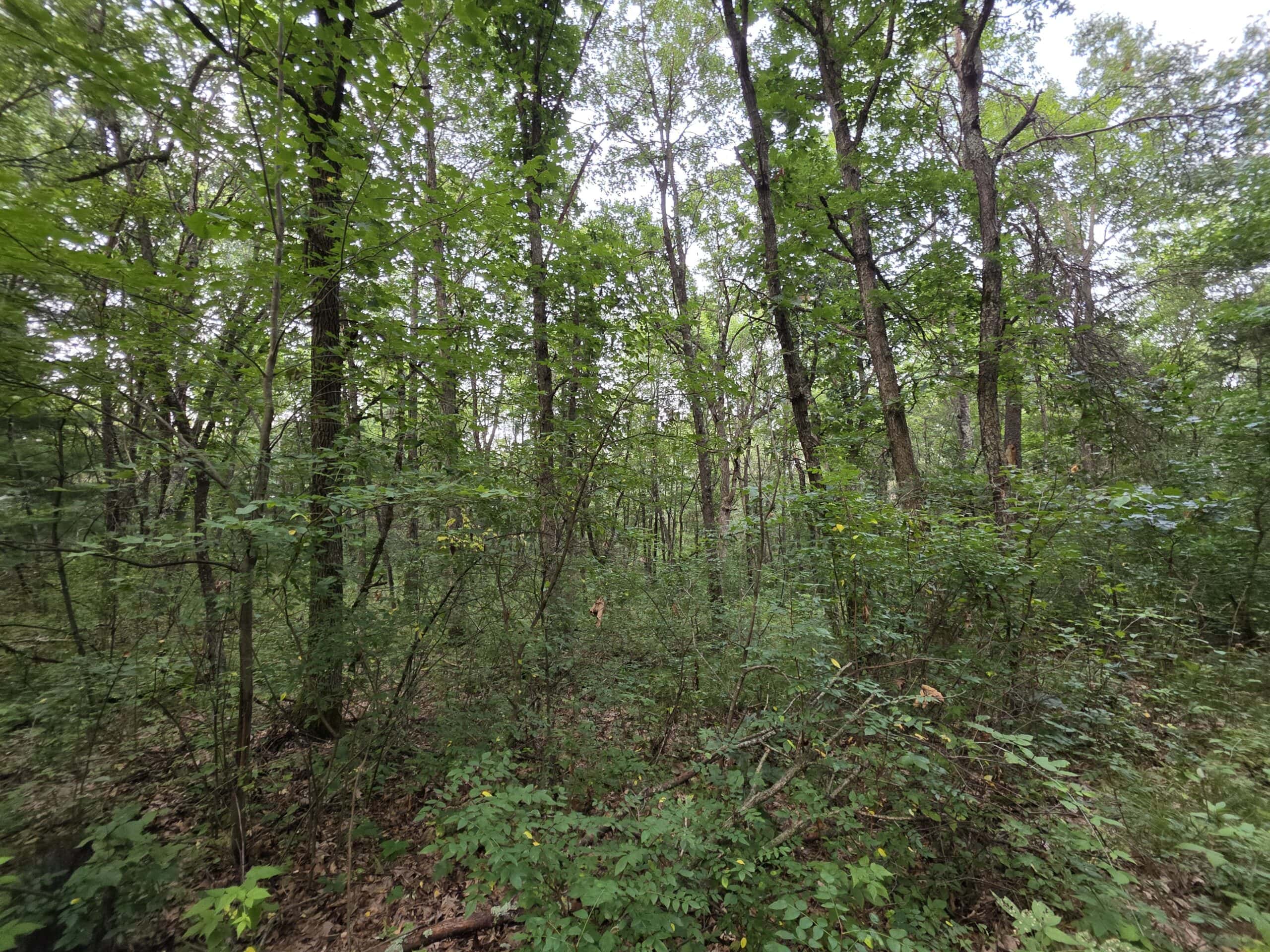 160± acre Monroe County property Located off dead end road,