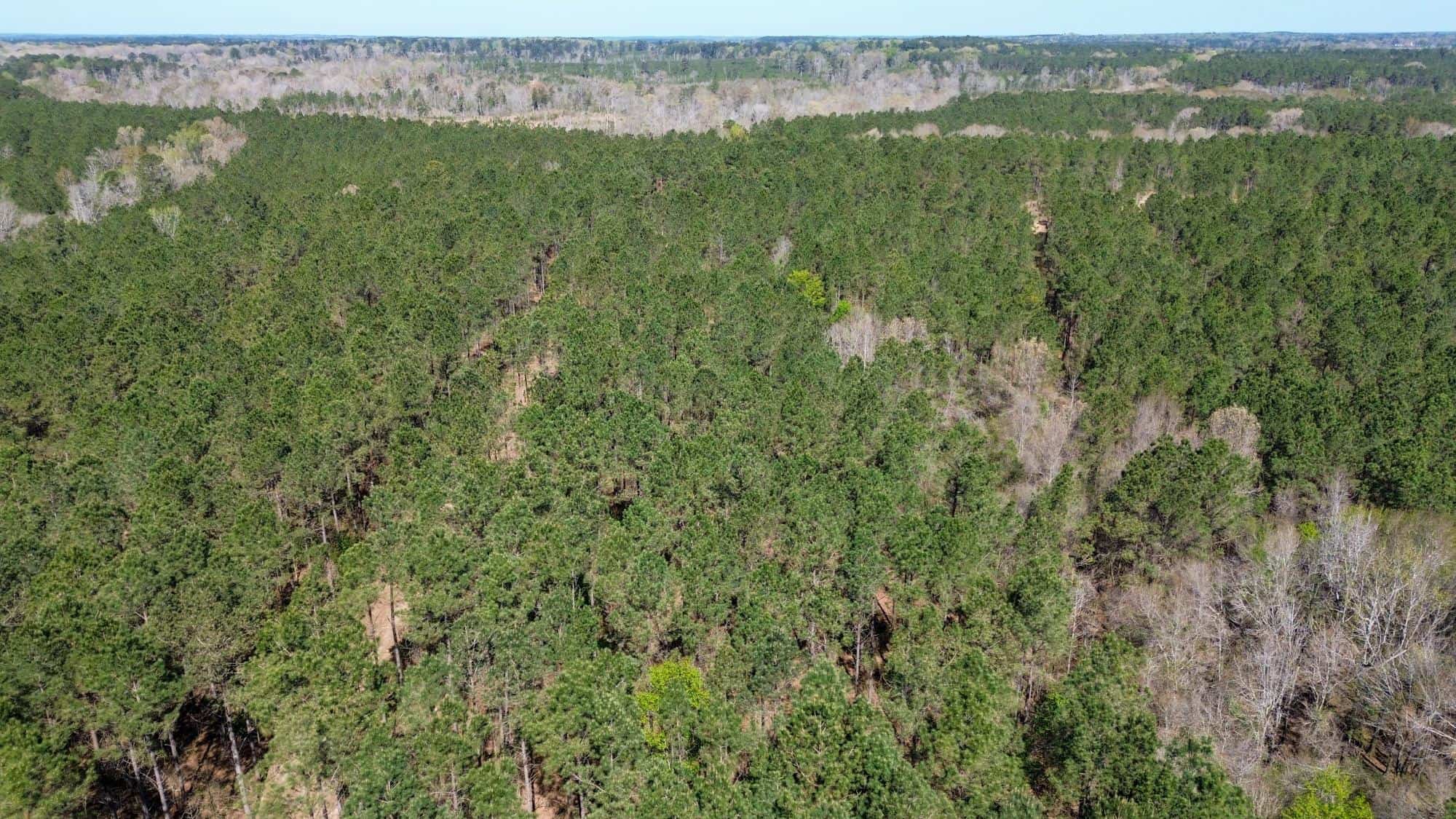 Northeast Lincoln Parish Timberland for Sale