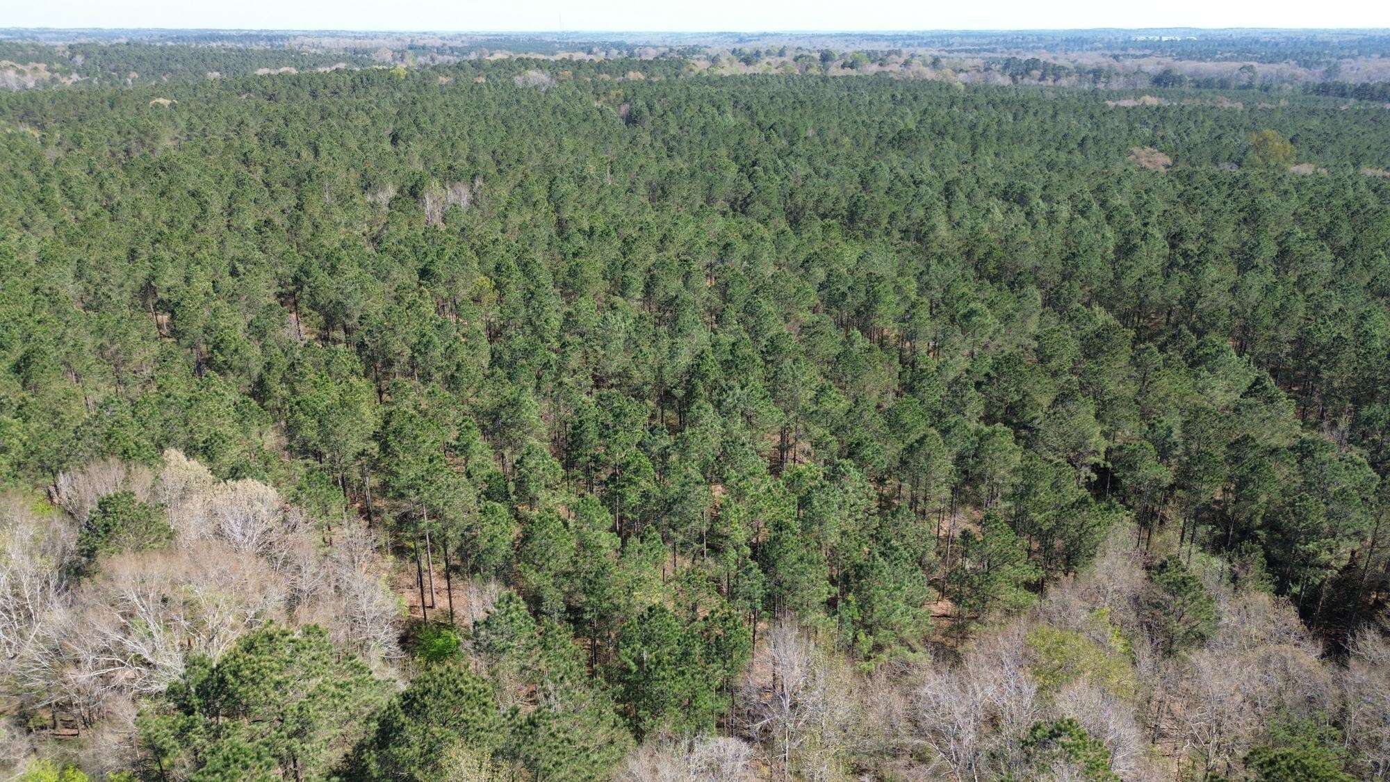 Northeast Lincoln Parish Timberland for Sale