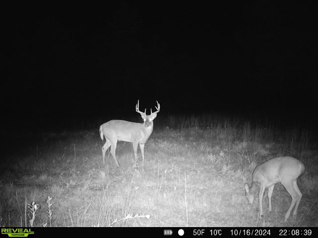 This 38 acres offers a hunting retreat or recreational getaway in Worth Cty GA