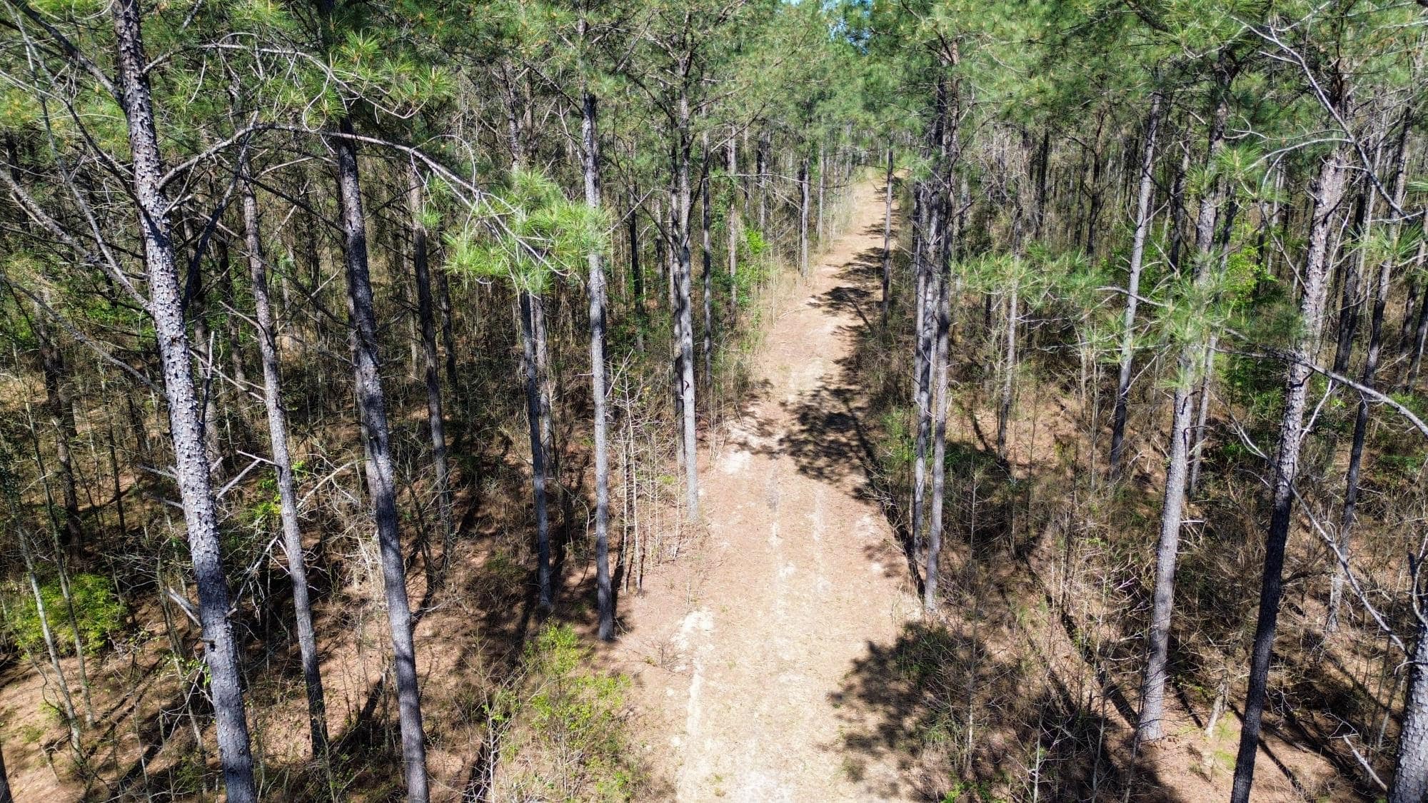 Northeast Lincoln Parish Timberland for Sale