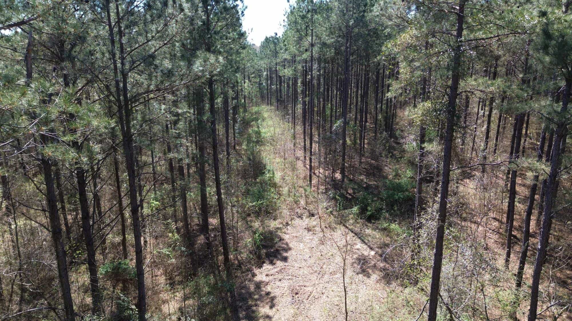 Northeast Lincoln Parish Timberland for Sale