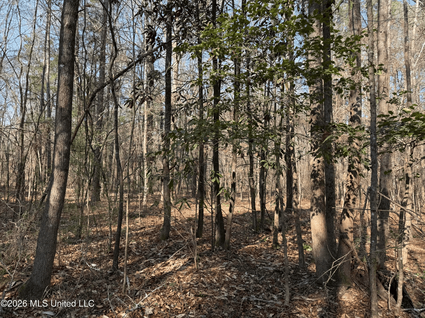 Land for Sale in Simpson County