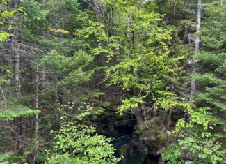 50 Acre Parcel in Downeast Maine – Northfield