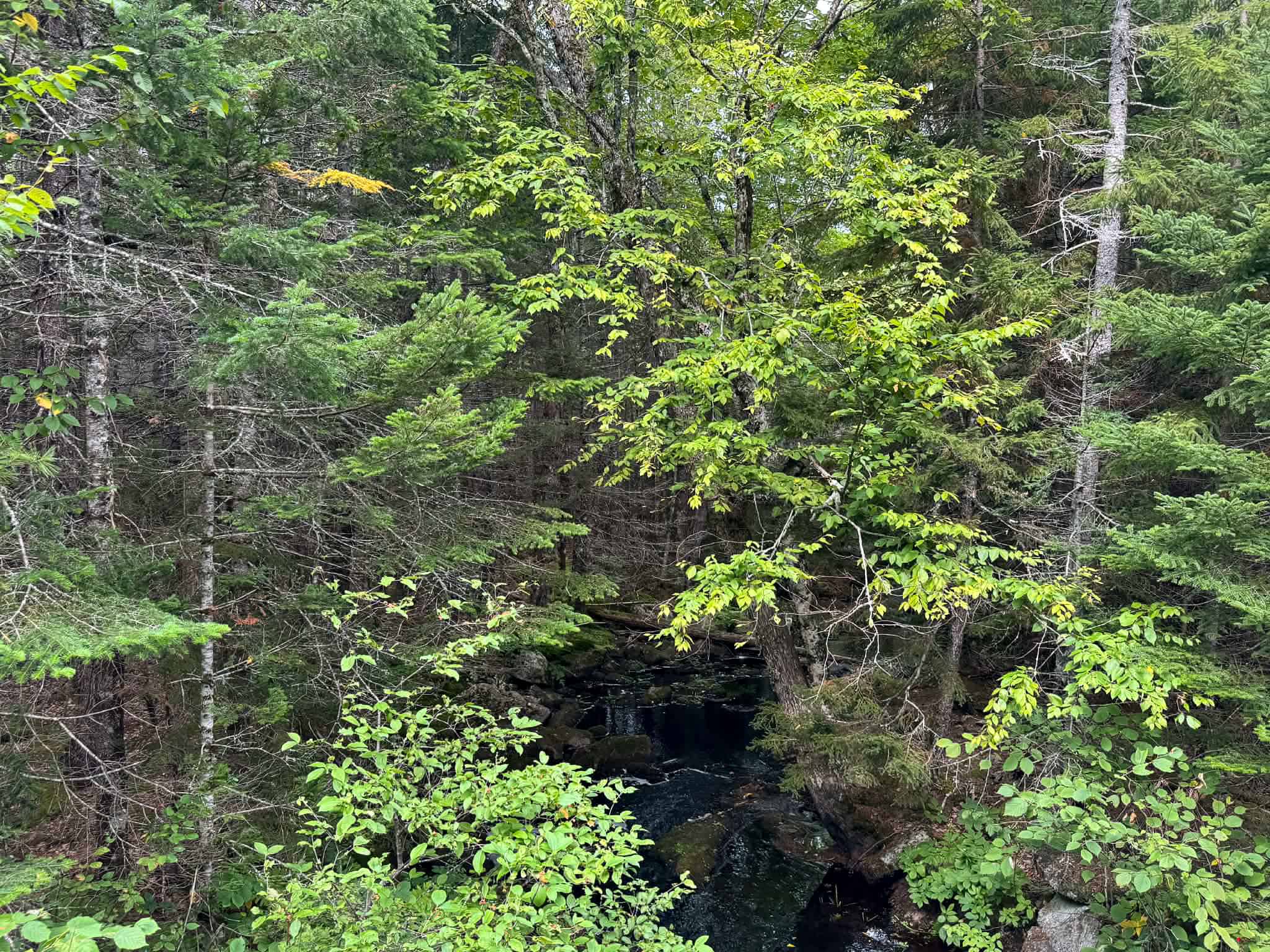 50 Acre Parcel in Downeast Maine – Northfield