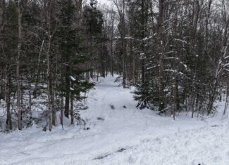 43+/-  Acre Marathon County Hunting, Timber and Rec Tract For Sale