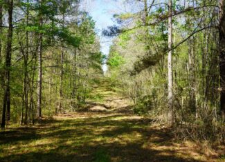Northeast Lincoln Parish Timberland for Sale