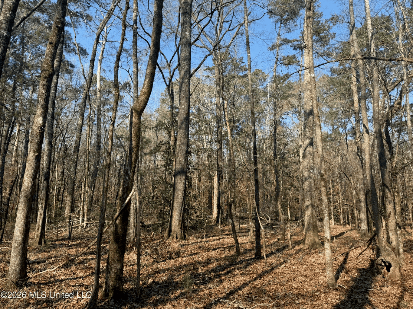 Land for Sale in Simpson County