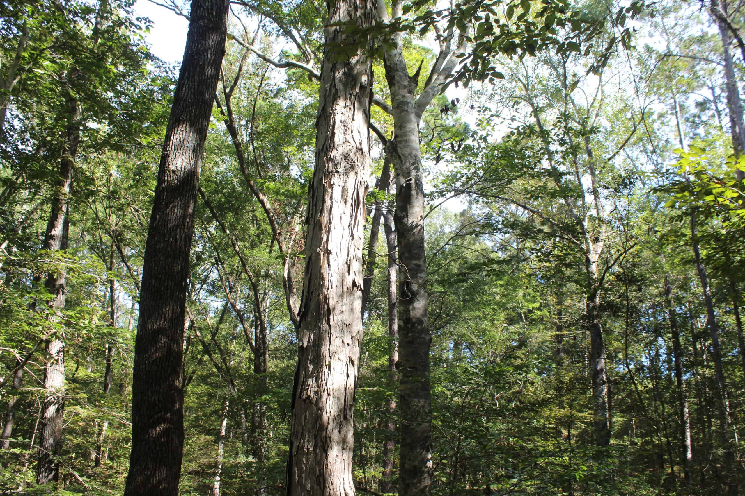 40.62 Acres of Hunting Land and Potential Home Site Amite County, Mississippi