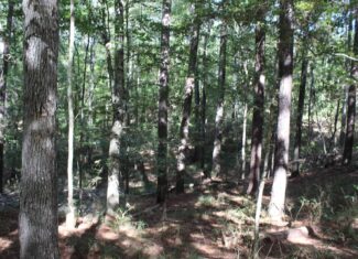 40.62 Acres of Hunting Land and Potential Home Site Amite County, Mississippi