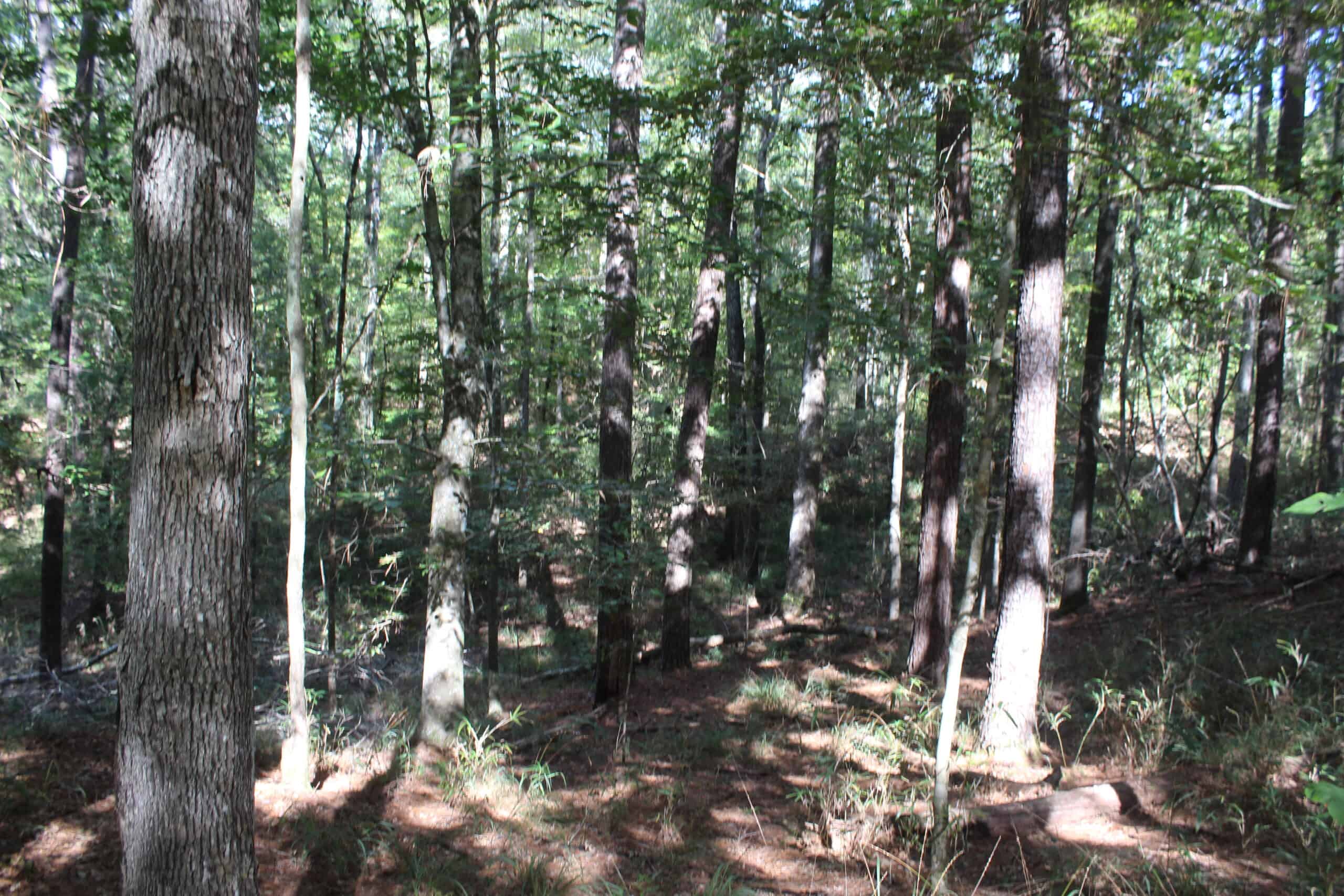 40.62 Acres of Hunting Land and Potential Home Site Amite County, Mississippi