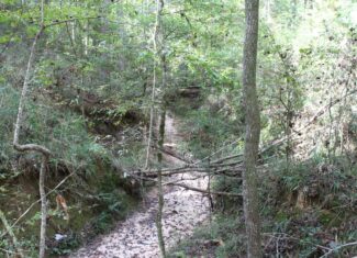 40.62 Acres of Hunting Land and Potential Home Site Amite County, Mississippi
