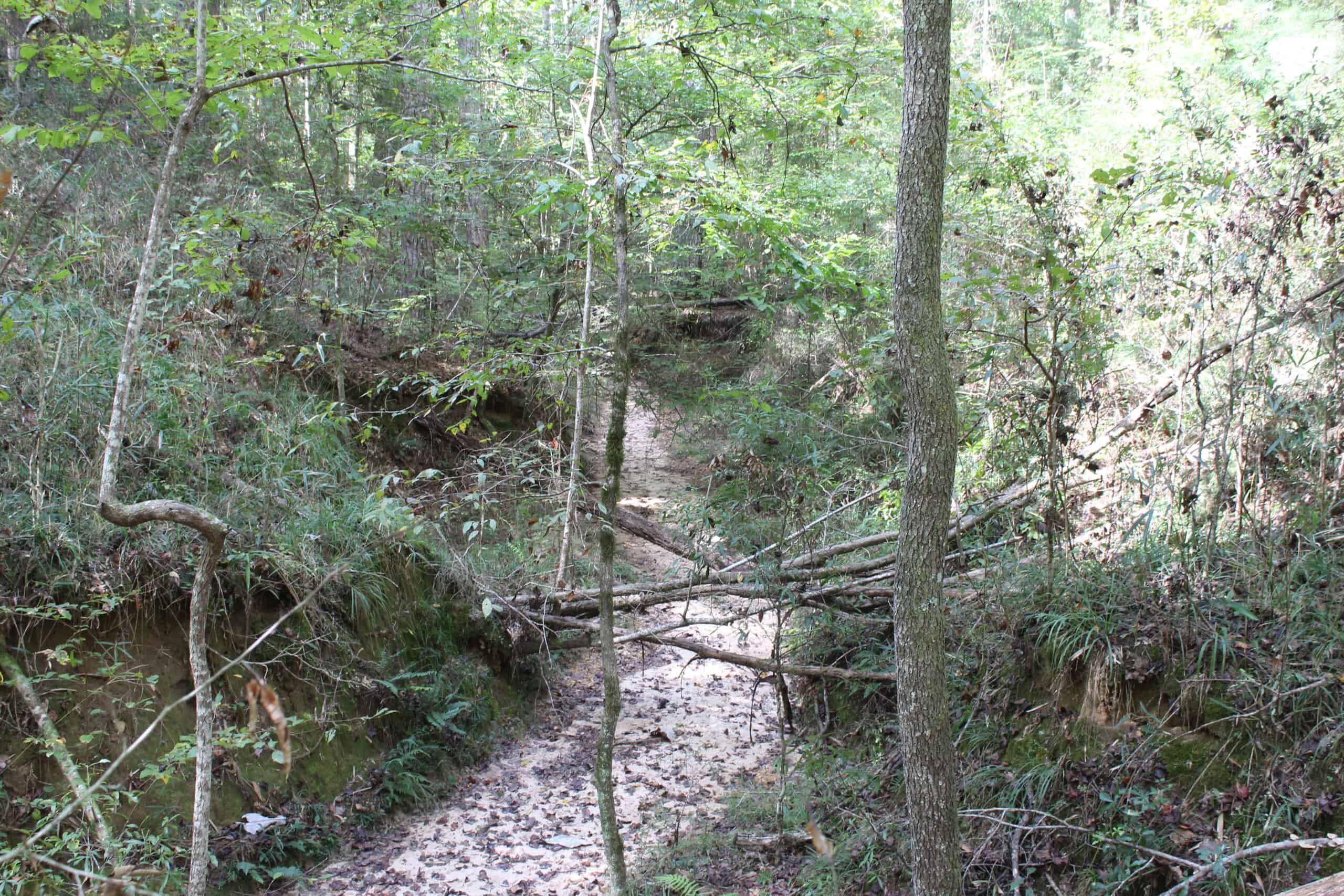 40.62 Acres of Hunting Land and Potential Home Site Amite County, Mississippi