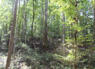 40.62 Acres of Hunting Land and Potential Home Site Amite County, Mississippi