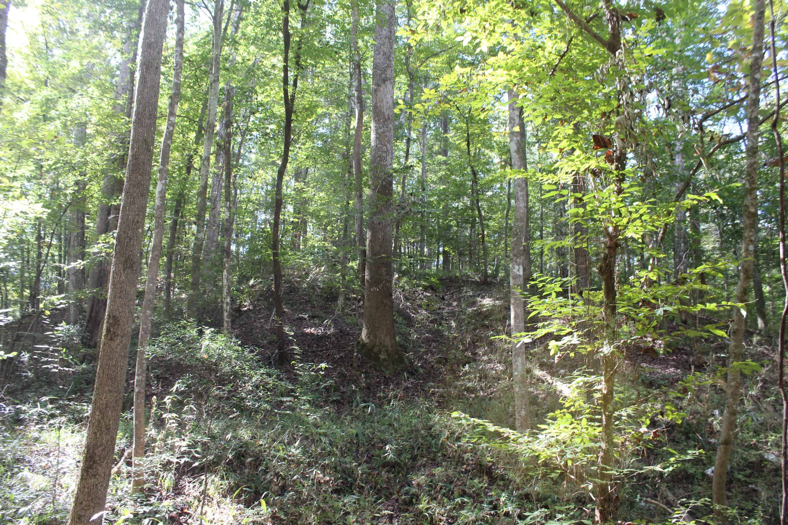40.62 Acres of Hunting Land and Potential Home Site Amite County, Mississippi