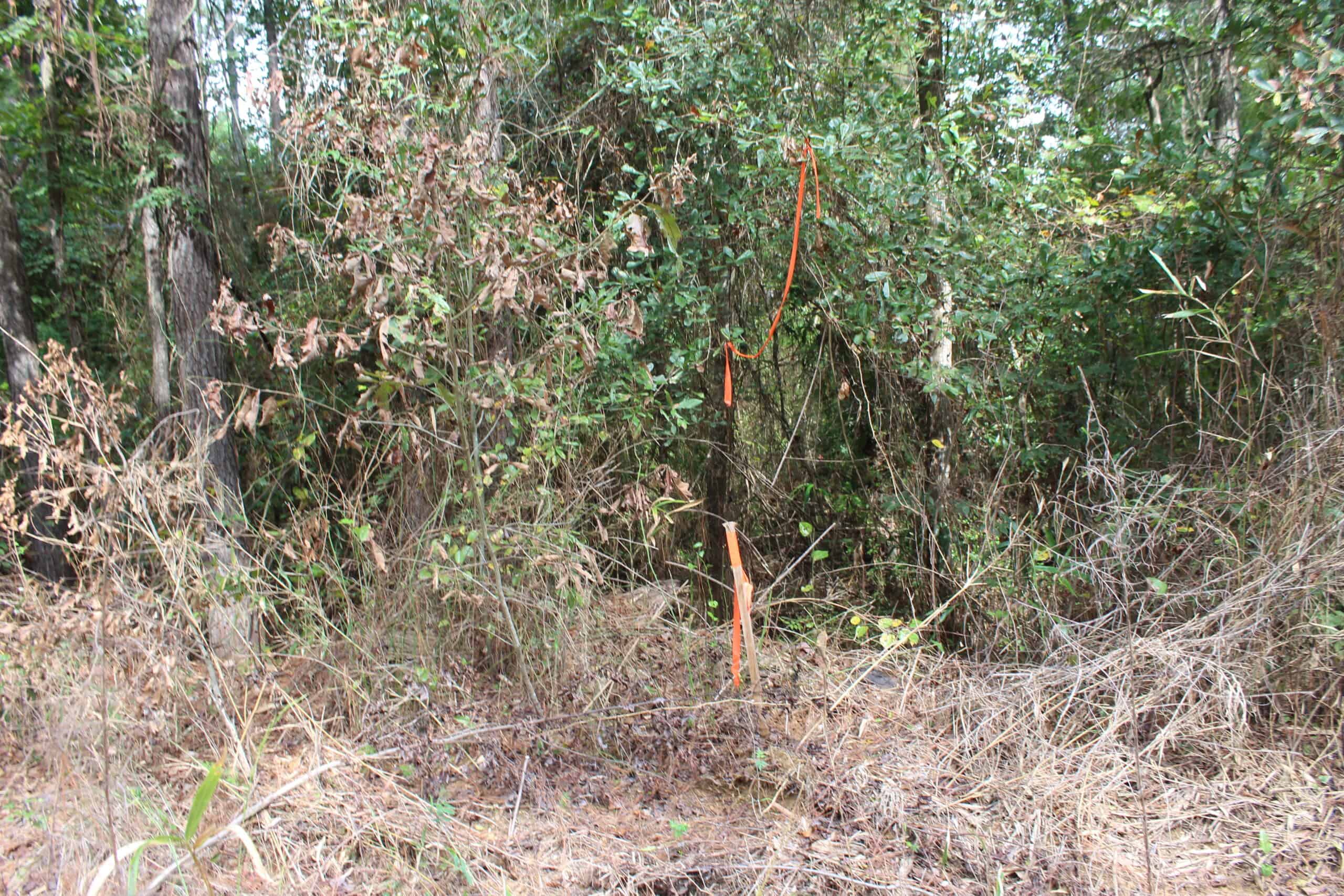 40.62 Acres of Hunting Land and Potential Home Site Amite County, Mississippi