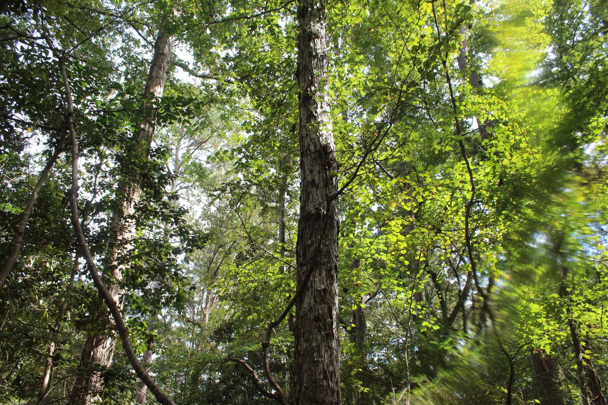 40.62 Acres of Hunting Land and Potential Home Site Amite County, Mississippi