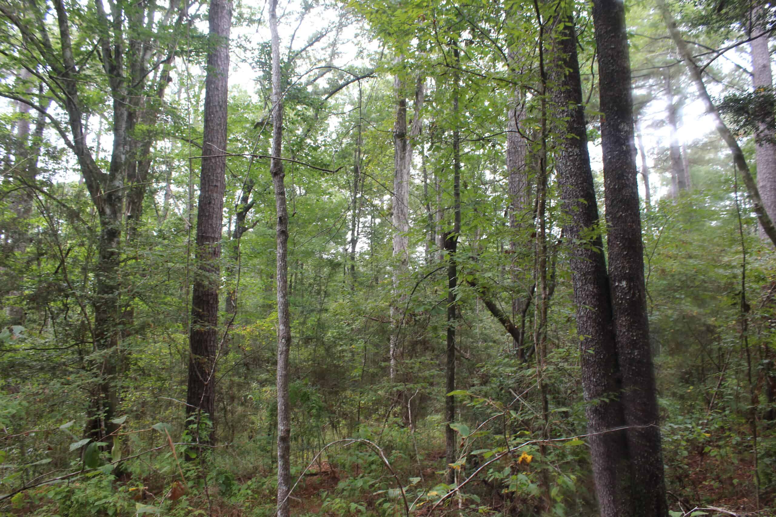 40.62 Acres of Hunting Land and Potential Home Site Amite County, Mississippi