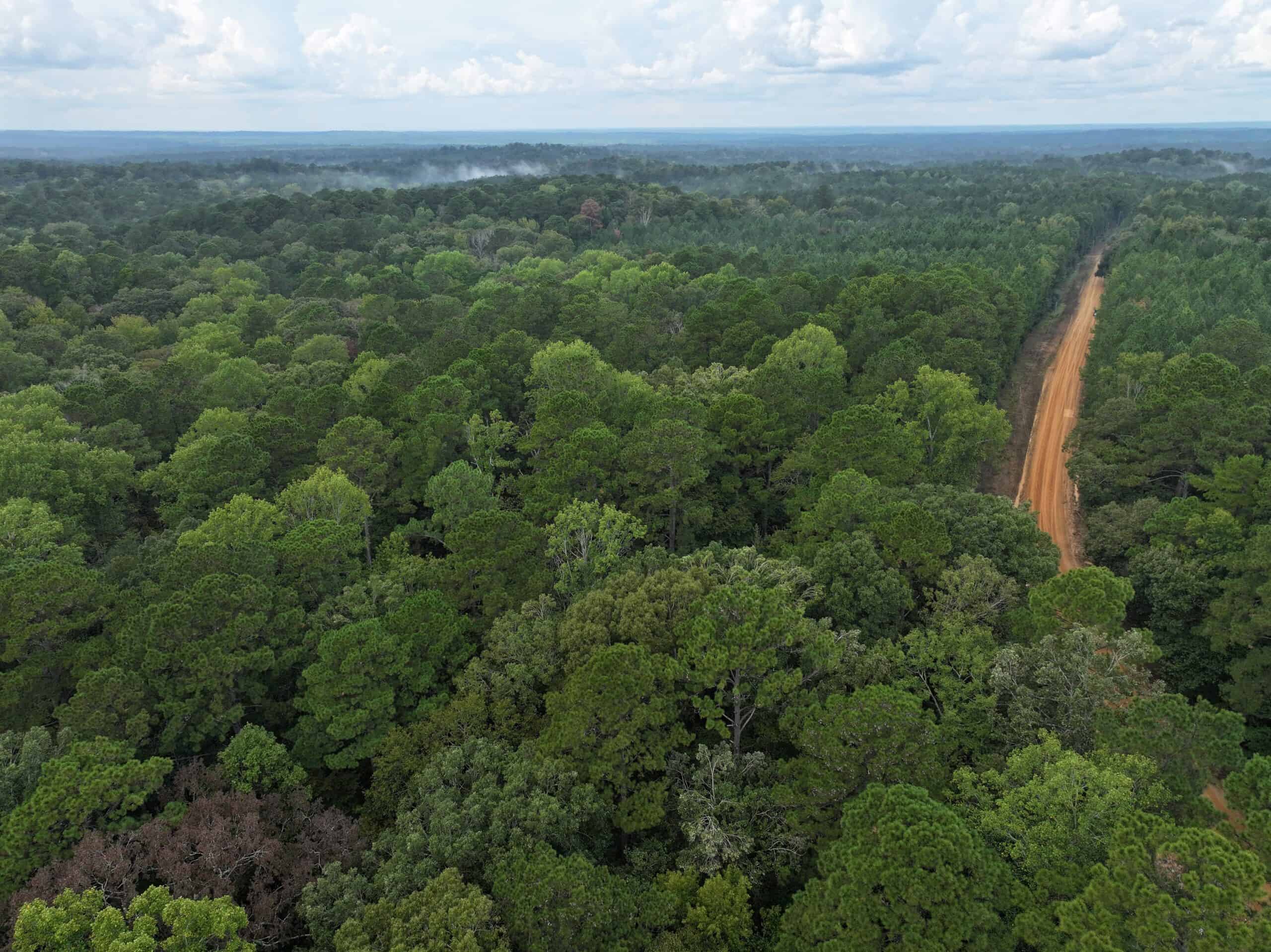 40.62 Acres of Hunting Land and Potential Home Site Amite County, Mississippi