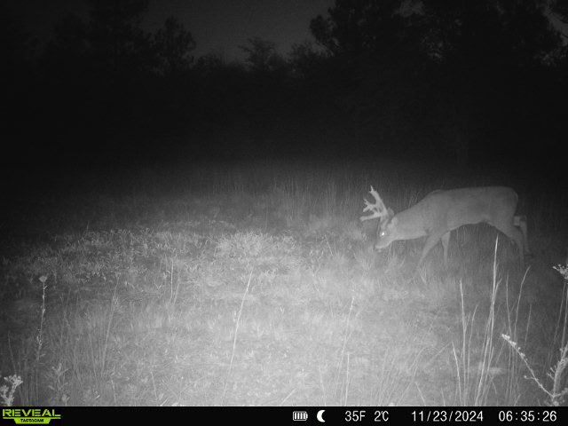 This 38 acres offers a hunting retreat or recreational getaway in Worth Cty GA