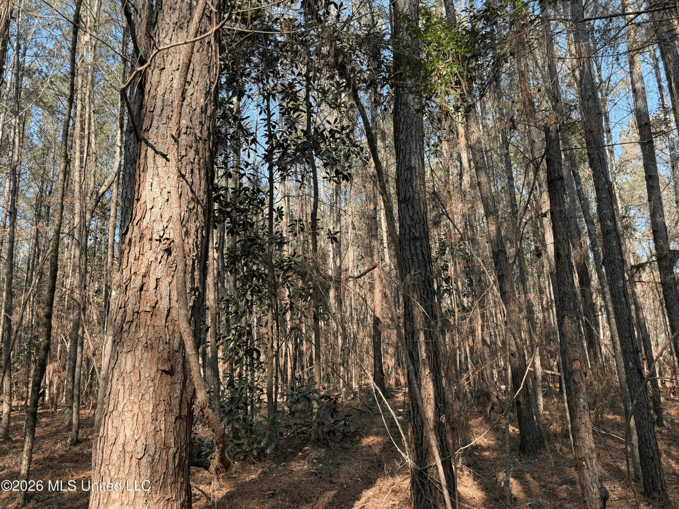 Land for Sale in Simpson County