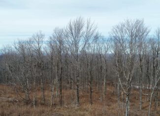 Expansive Mountain-View Acreage with Timber Value & Road Frontage