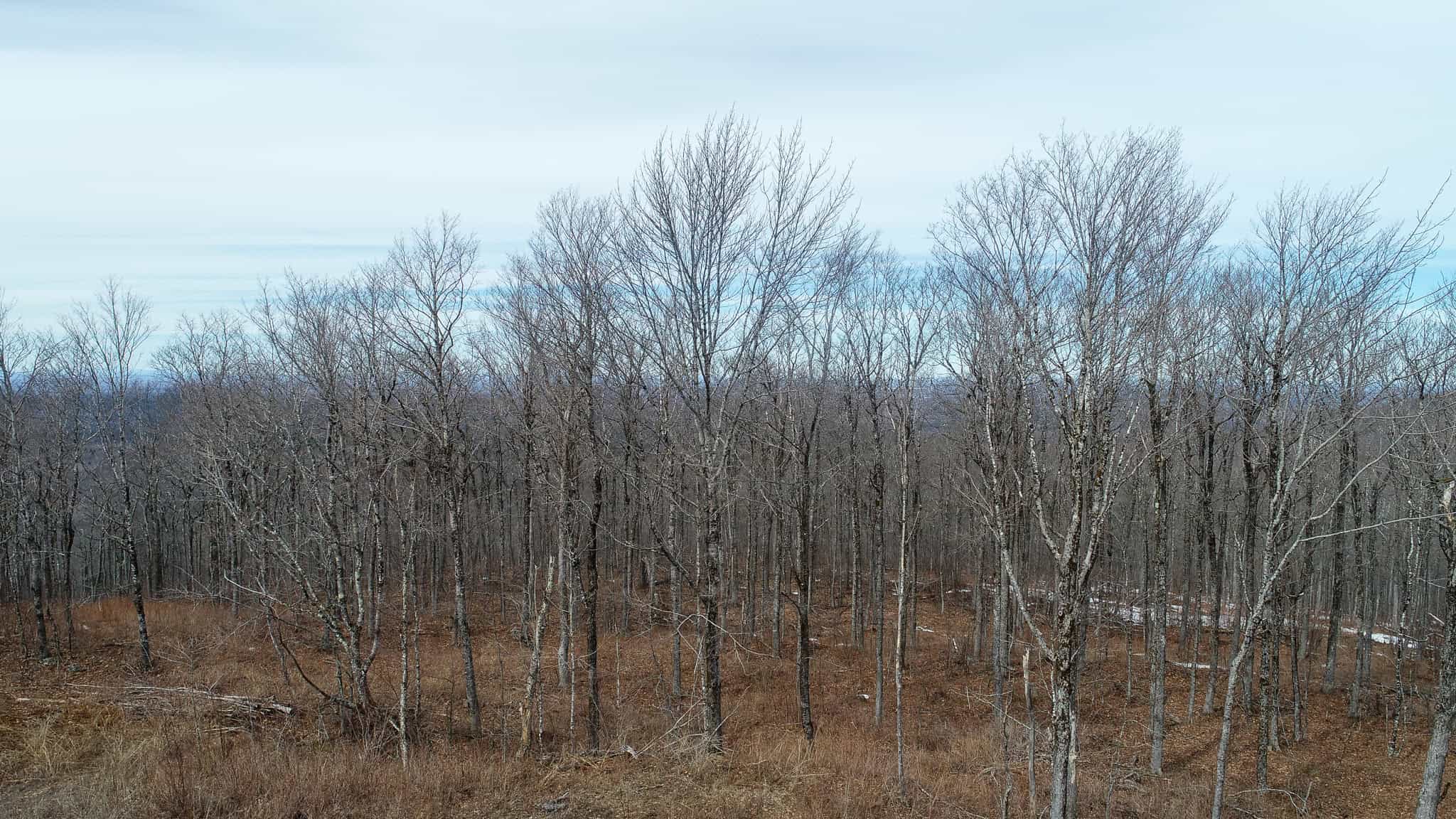 Expansive Mountain-View Acreage with Timber Value & Road Frontage