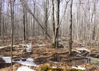 40± acre hunting property outside of Mosinee in Marathon County