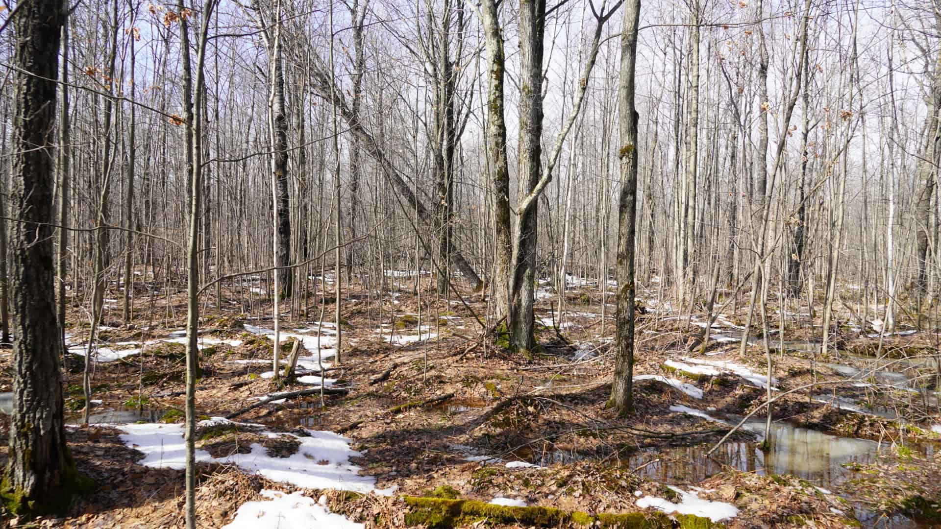 40± acre hunting property outside of Mosinee in Marathon County