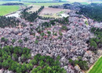 This 38 acres offers a hunting retreat or recreational getaway in Worth Cty GA