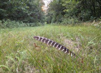 160± acre Monroe County property Located off dead end road,