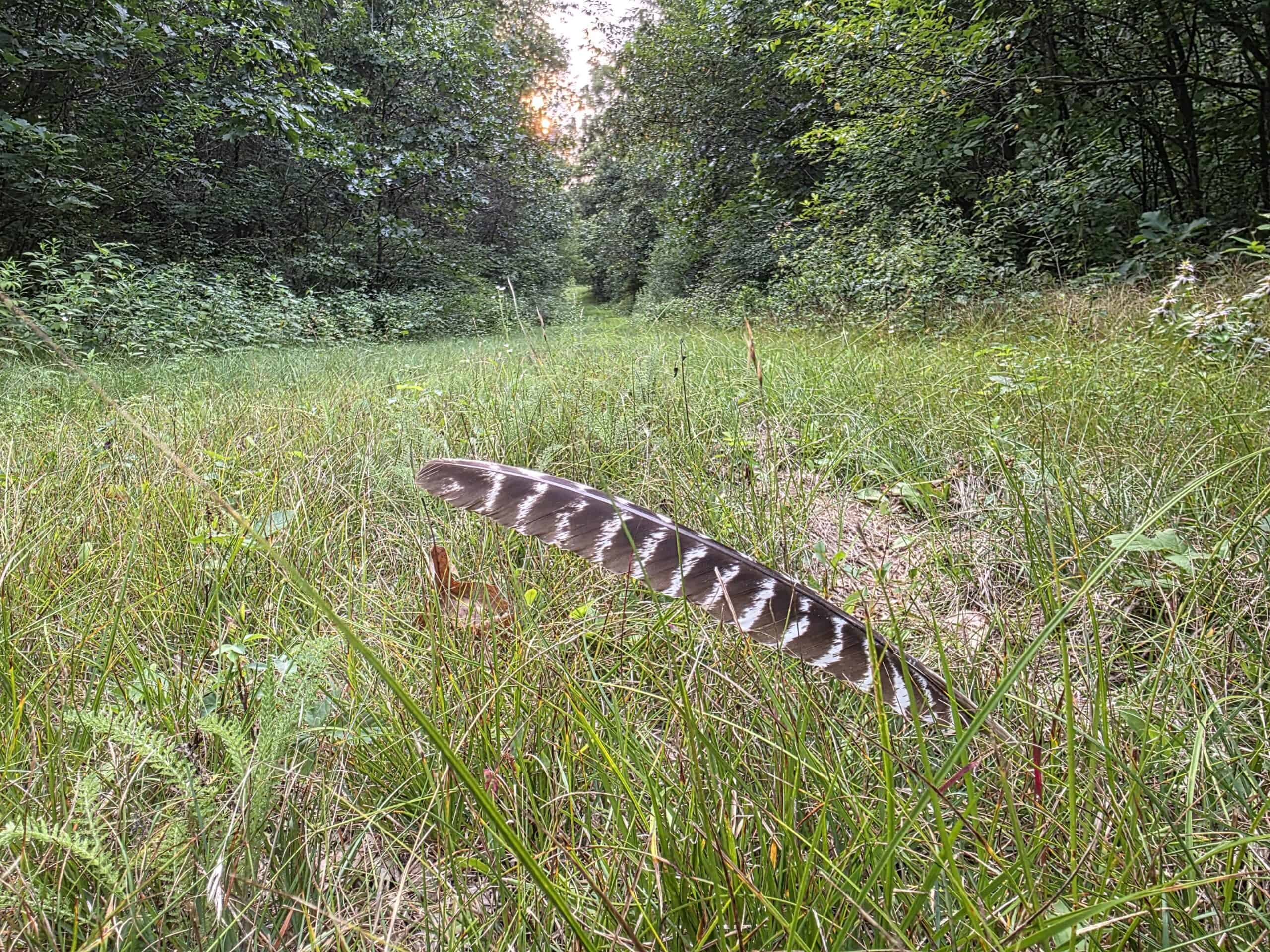 160± acre Monroe County property Located off dead end road,