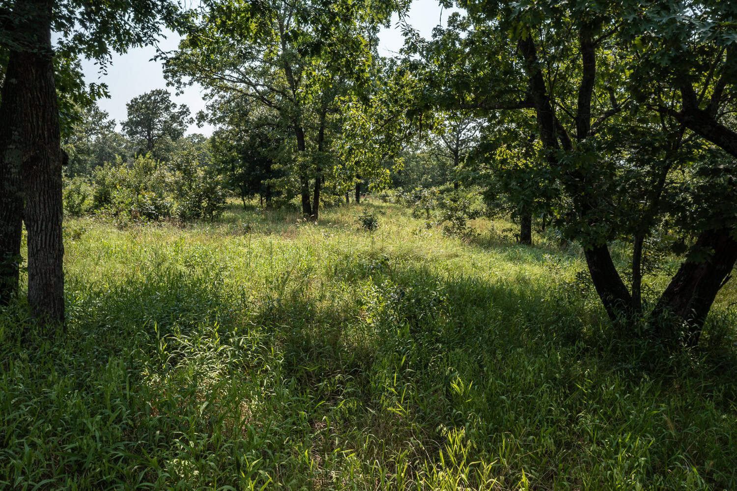Catcher Ranch: 785 ± Acre Conservation Ranch & Trophy Whitetail Hunting Property Near Stuart, Oklahoma
