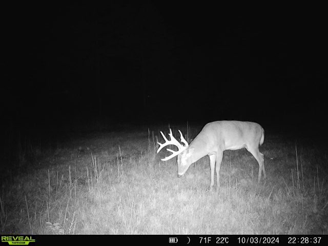 This 38 acres offers a hunting retreat or recreational getaway in Worth Cty GA