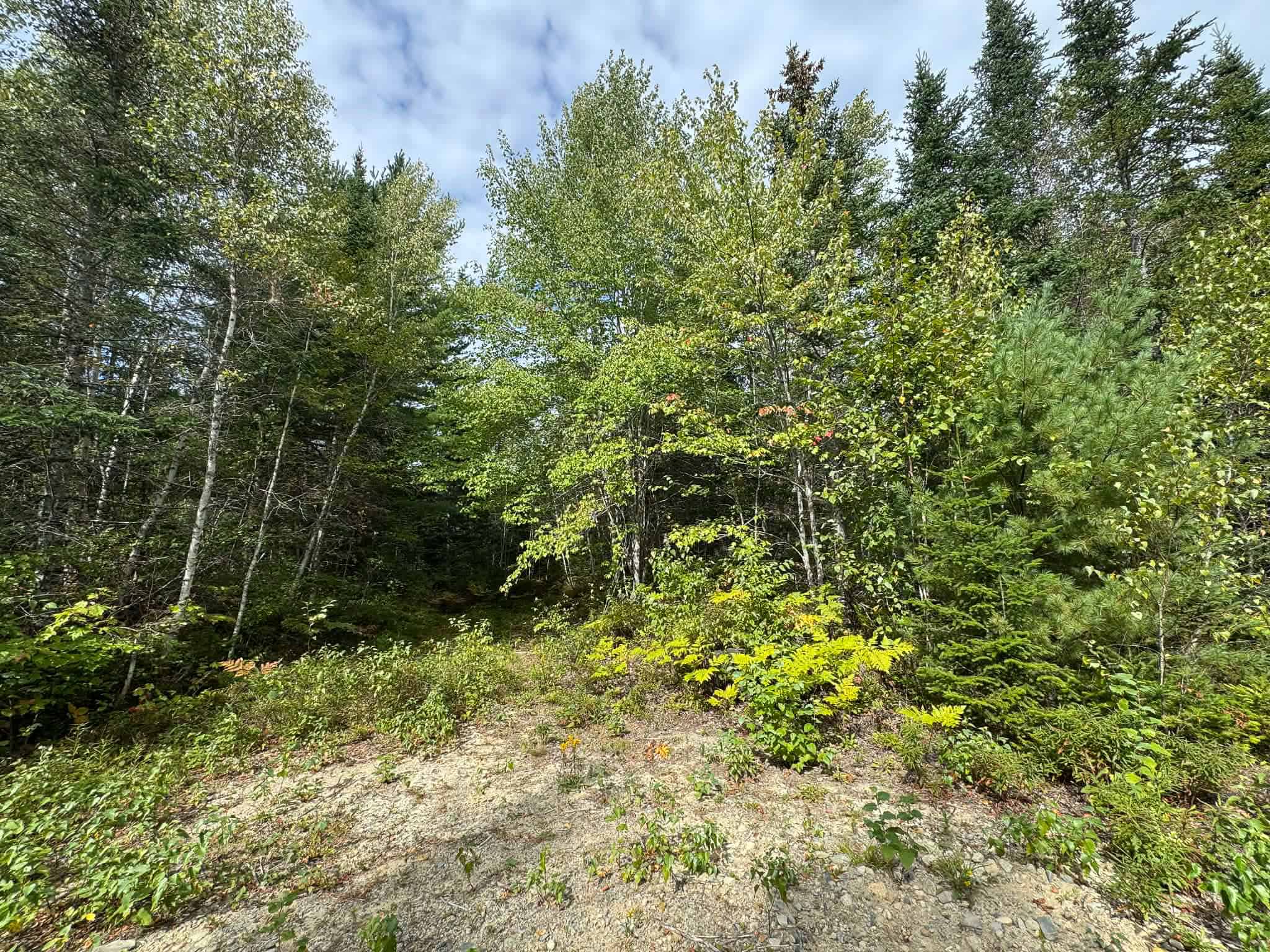 50 Acre Parcel in Downeast Maine – Northfield