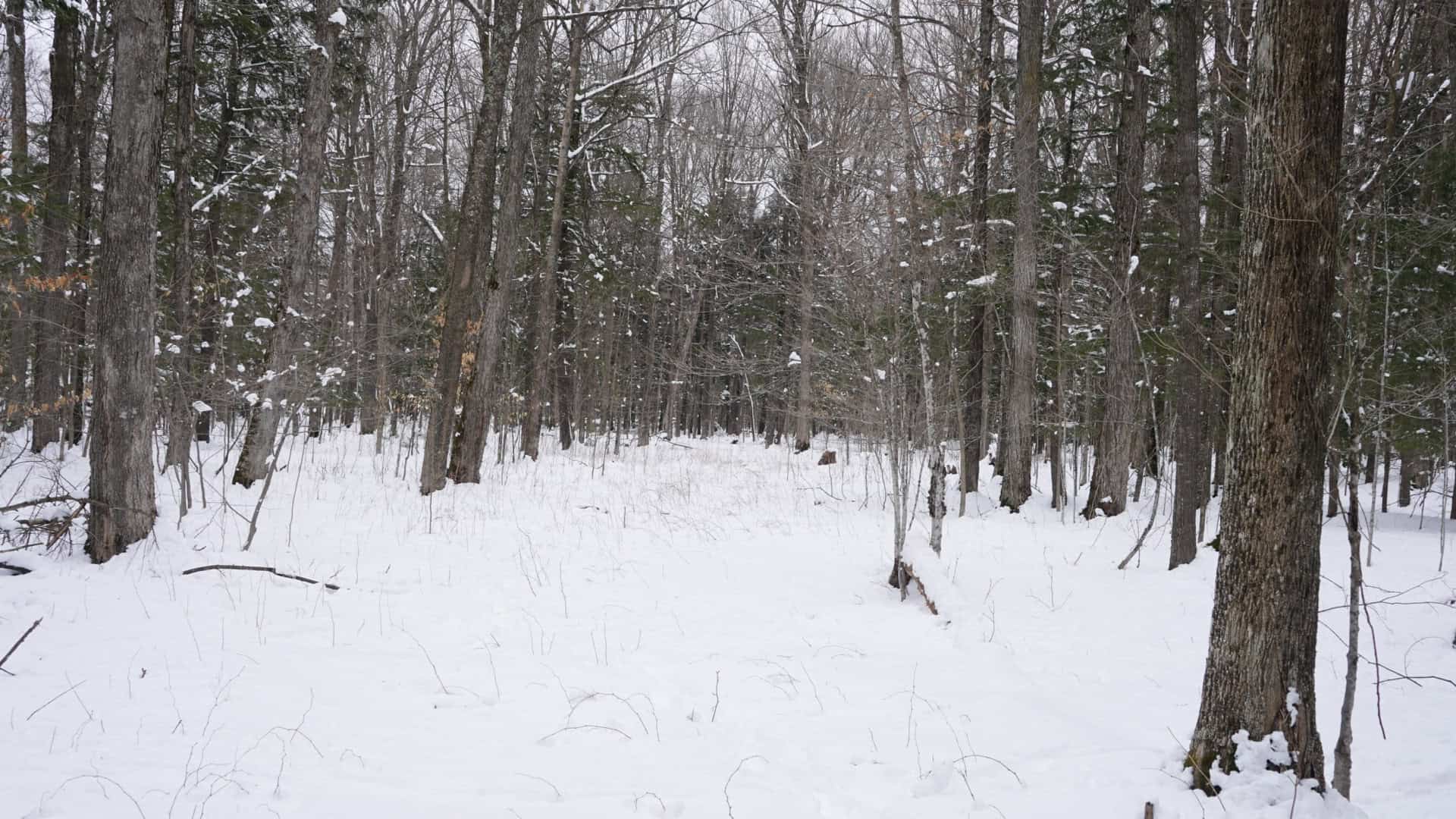 43+/-  Acre Marathon County Hunting, Timber and Rec Tract For Sale