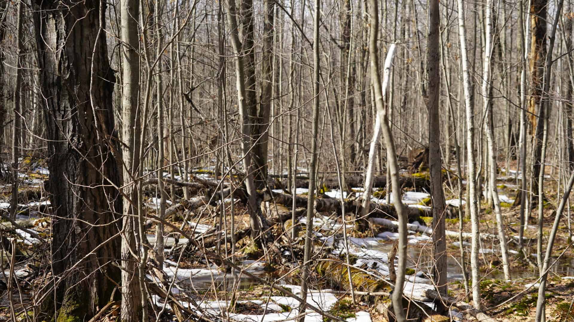 40± acre hunting property outside of Mosinee in Marathon County