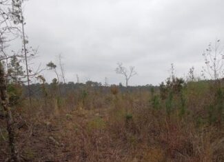 66.5 Acre Hunting Property For Sale Amite County Mississippi